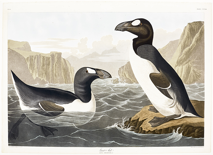 Great Auk, plate CCCXLI
