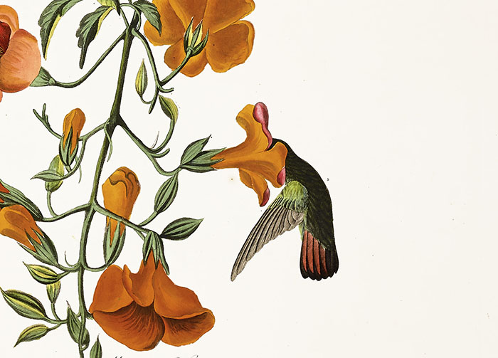 Mangrove Hummingbird