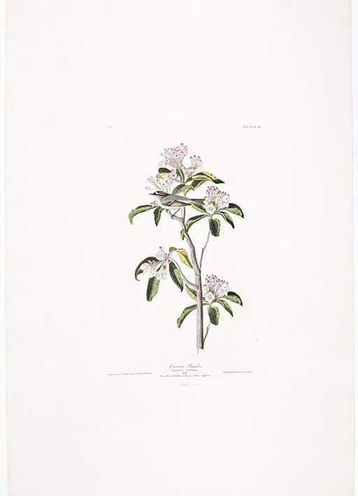 Colour painting of small bird on a branch