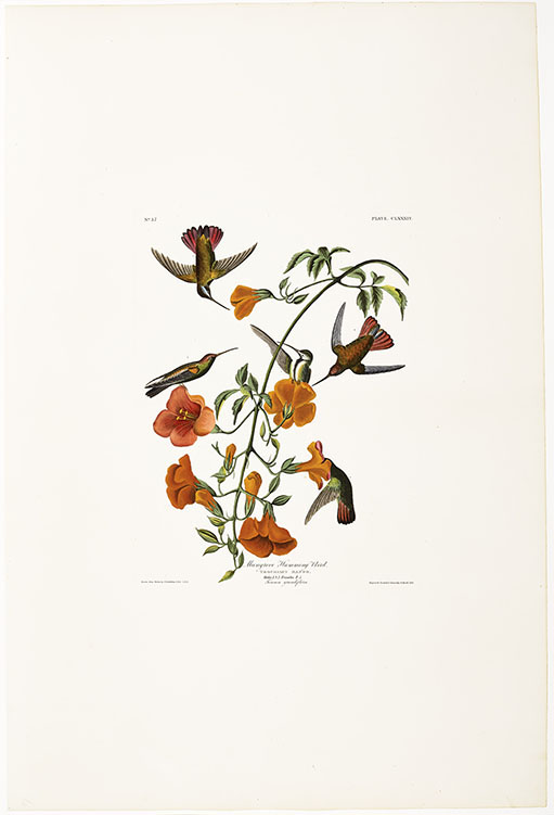 Audubon_MangroveHummingbird_a_fr.jpg