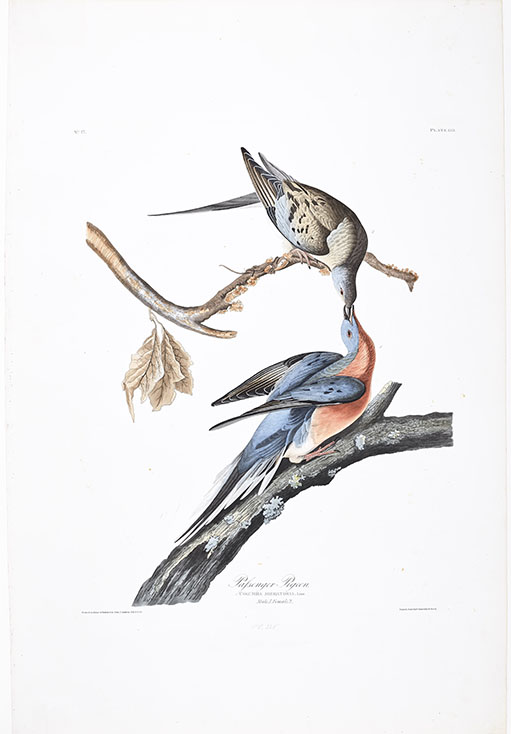 Planche 62 de l'oeuvre Birds of America, de deux tourtes voyageuses