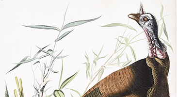 Audubon_Plate_Planche_2_en.jpg