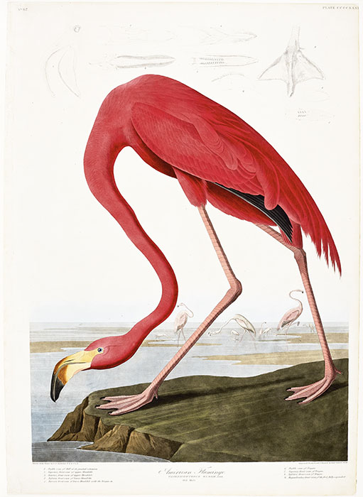 Flamant des Caraïbes, planche CCCCXXXI