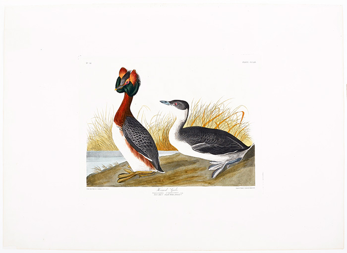 Image of bird Horned Grebe