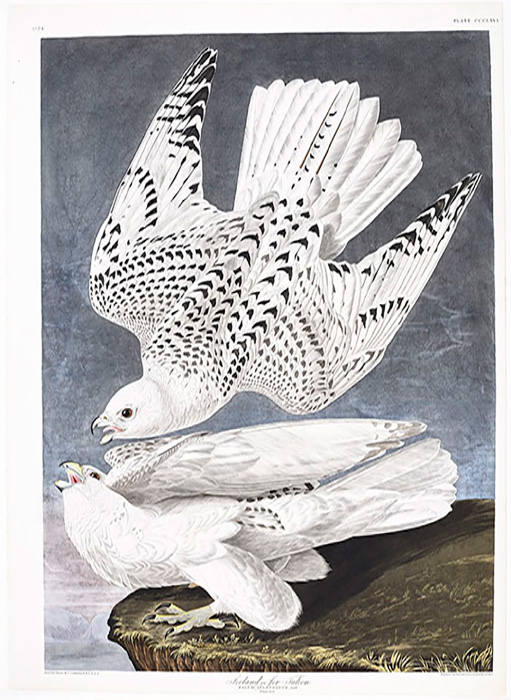 Faucon gerfaut, planche CCCLXVI