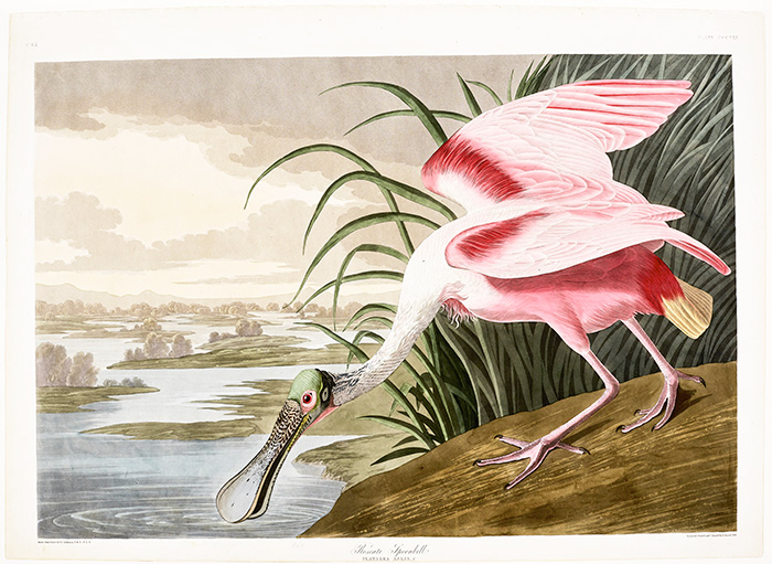 Roseate Spoonbill, Plate CCCXXI