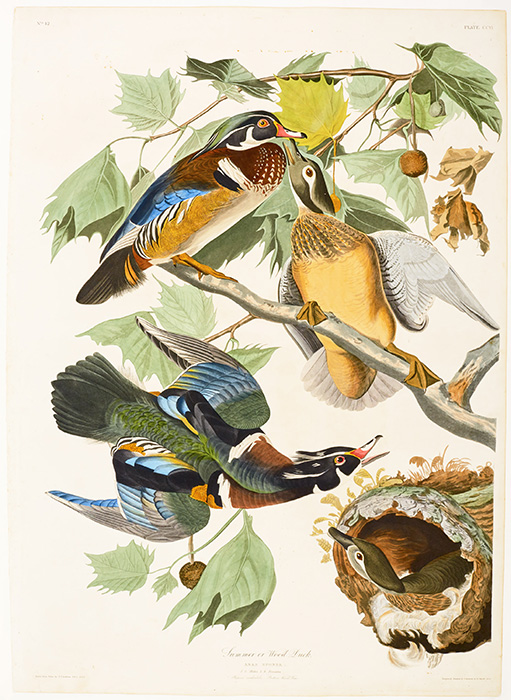 Summer or Wood Duck, Plate CCVI