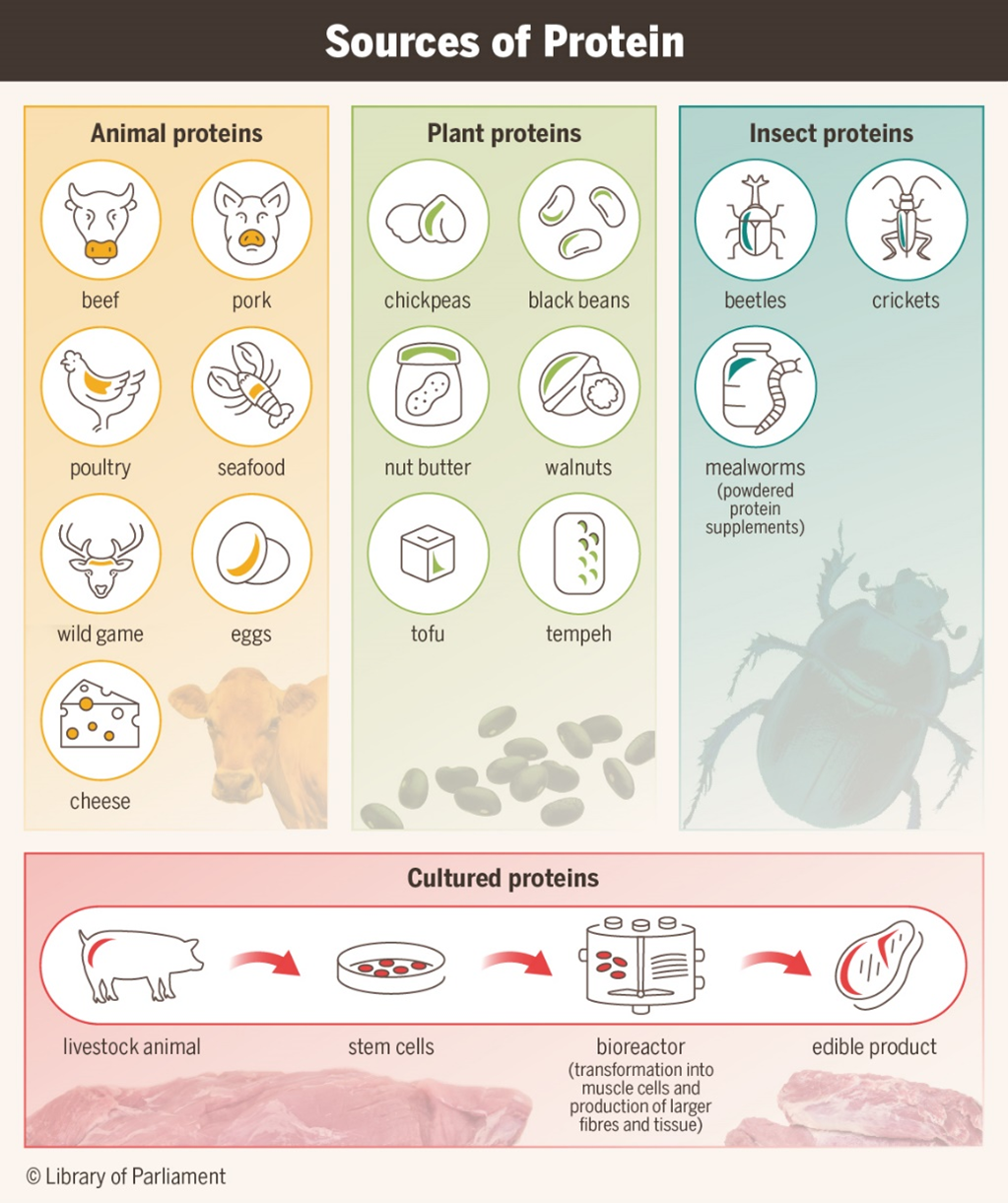 Several different sources of protein can be used in the human diet: animal proteins (e.g., beef, pork, poultry, seafood, wild game, eggs and cheese); plant proteins (e.g., chickpeas, black beans, nut butter, walnuts, tofu and tempeh); insect proteins (e.g., beetles, crickets and mealworms); and cultured proteins. Cultured proteins are derived from a process in which stem cells are extracted from livestock and then transformed into muscle cells, larger fibres and tissue to create an edible product.