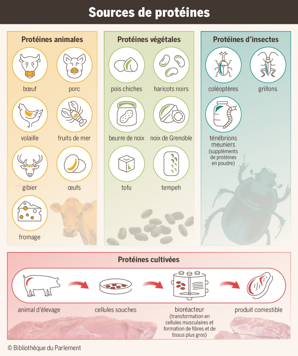 Plusieurs types de protéines peuvent être utilisées dans l’alimentation humaine : les protéines animales (p. ex. le bœuf, le porc, la volaille, les fruits de mer, le gibier, les œufs et le fromage); les protéines végétales (p. ex. les pois chiches, les haricots noirs, le beurre de noix, les noix de Grenoble, le tofu et le tempeh); les protéines d’insectes (p. ex. les coléoptères, les grillons et les ténébrions meuniers); et les protéines cultivées en laboratoire. Ce type de protéine est issu d’un processus au cours duquel des cellules souches sont prélevées sur des animaux d’élevage puis transformées en cellules musculaires, en fibres et en tissus plus gros pour créer un produit comestible.